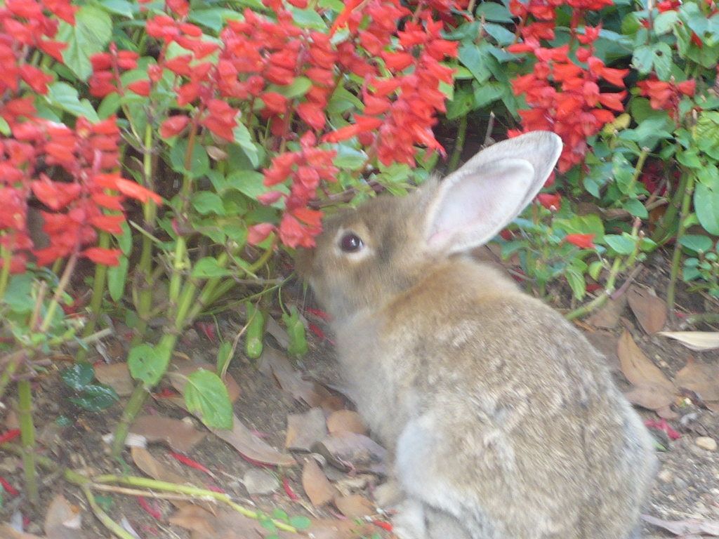 Celebratory Storybooks for Lunar New Year 2023: Embracing the Year of the Rabbit