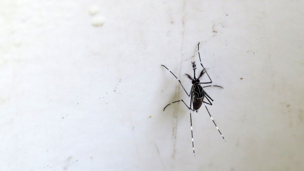 Fifteen individuals have experienced tick bites in Komi region