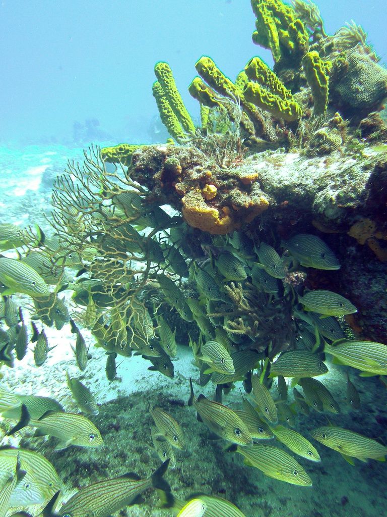 Underwater Photography utilizing Sea & Sea YS-D3 Flash in the Sea of Cortez