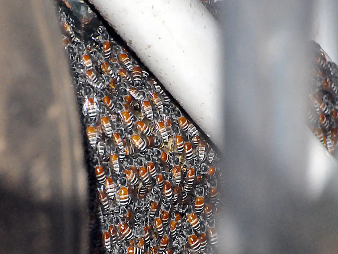 Exploring Italy's Unique DOP Honey: Journey Through Lunigiana