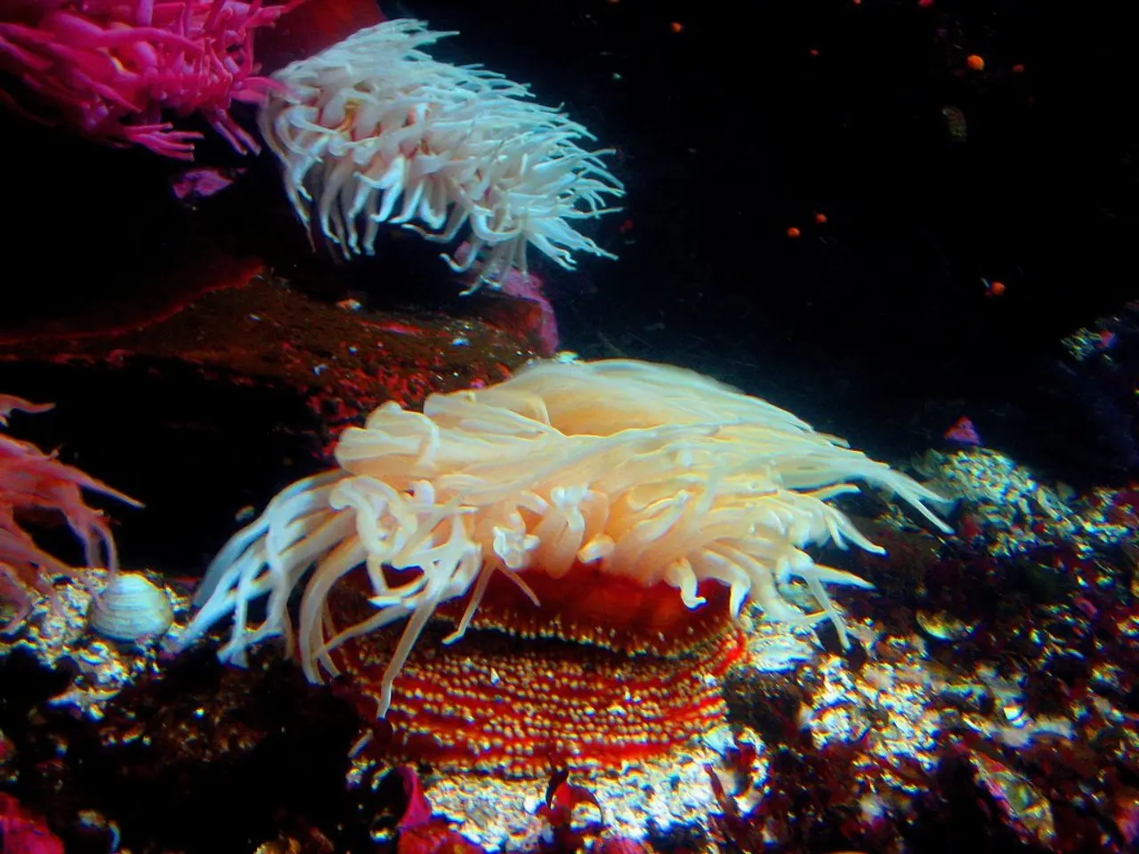 Approval of Extra US$25 Million by Global Coral Reef Fund for Strengthening Resilience Measures