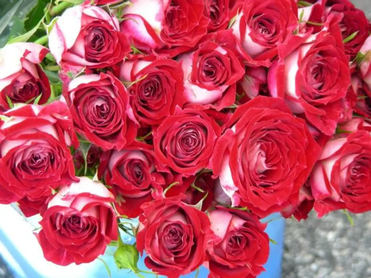 In this picture we can see red color rose flowers, there are some leaves at the left top of the...