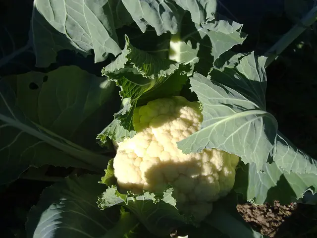Nutrition and Cooking Tips: Exploring the Health Advantages of Cauliflower and Simple Recipe...