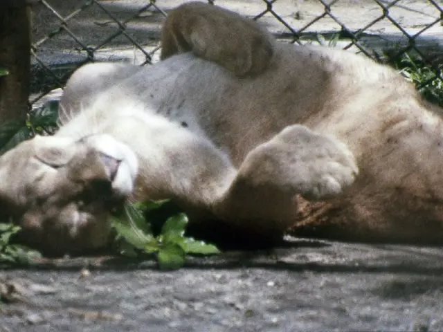 Cat embarks on a 900-mile odyssey, traversing the United States from Yellowstone to California.