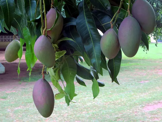 Chengalpattu Mango Farm Registration Belonging to the Arun Family's Getfarms Estate