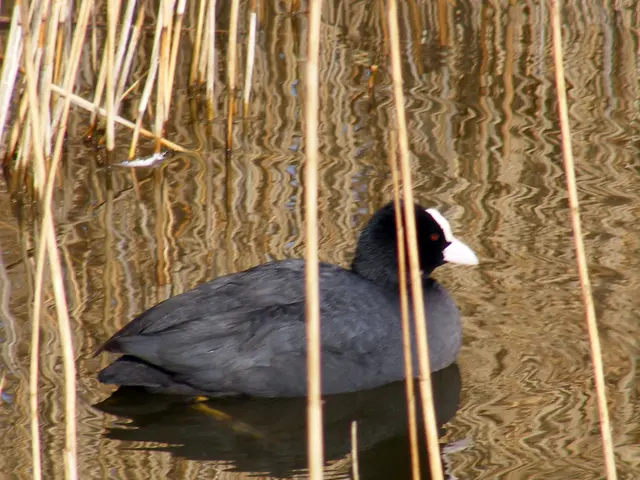 Top Choices for Rain Barrels: unveiling our 2024 selections