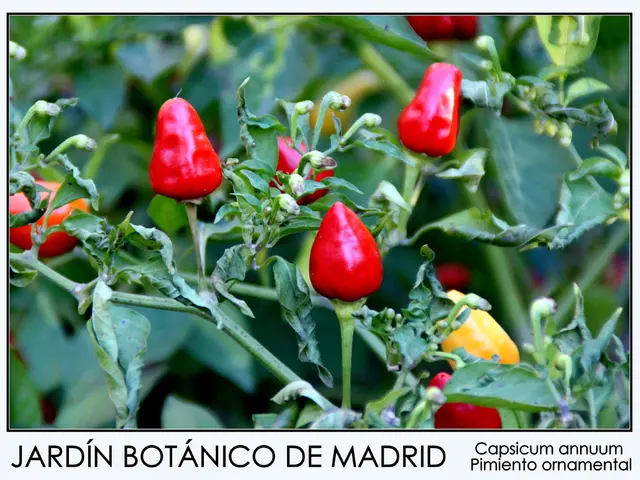 Fortifying Immunity against COVID-19 through Consumption of Vegetables, Herbs, and Fruits