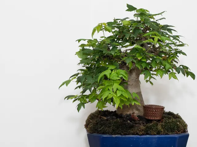 Vivid Bonsai Trees: Spectacular Species Offering Vibrant Flowers and Fruits