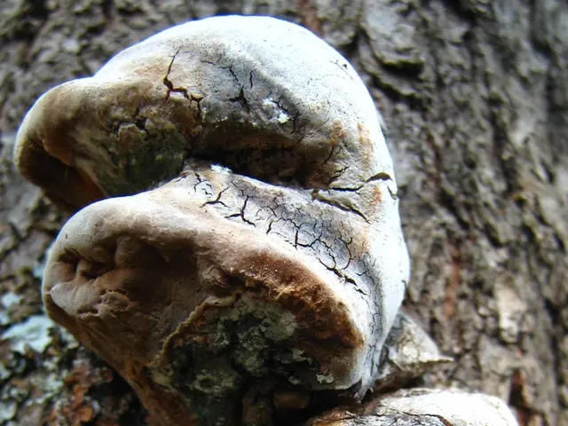 NYC Witnesses a Fatal Spread of Legionnaires' Disease