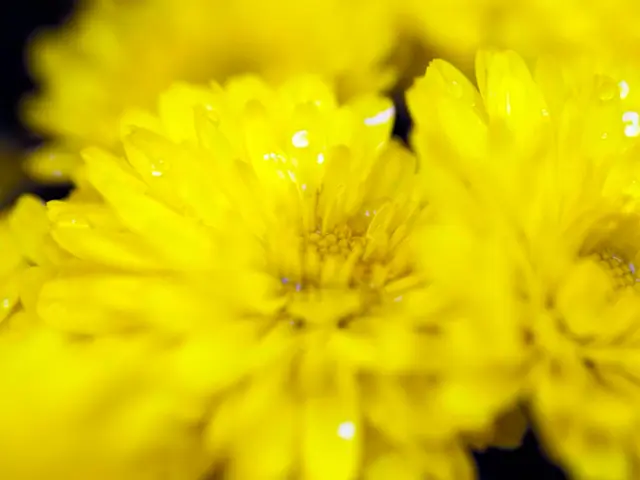 Despite the popular trend of buttery yellow, some find the brightness of yellow flowers...