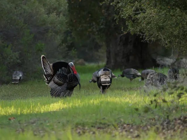 Rapid expansion of Turkish tourism market observed for Chinese tourists, with an impressive 65%...