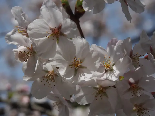 Blossoming Beauty: A Look into the Past and Present of Cherry Blossoms