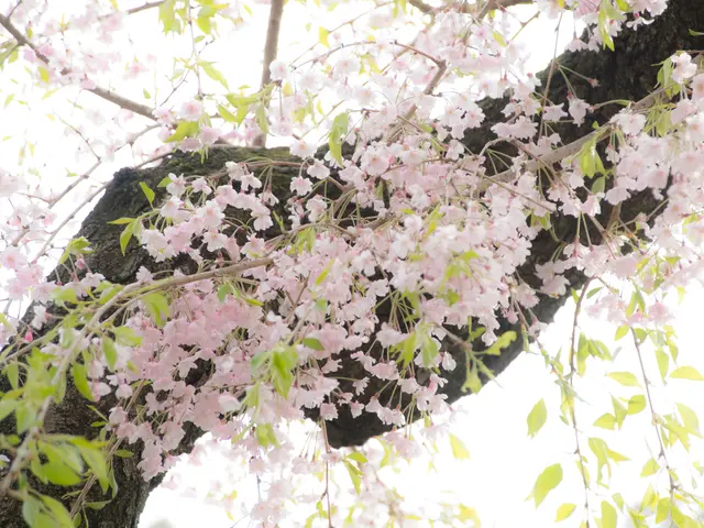Fast-Flowering Trees with Rapid Growth for Aesthetics, Shelter, and Seclusion
