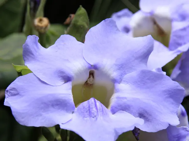 Japan commemorates Autumnal Equinox, its national holidays, marking the transition from summer to...