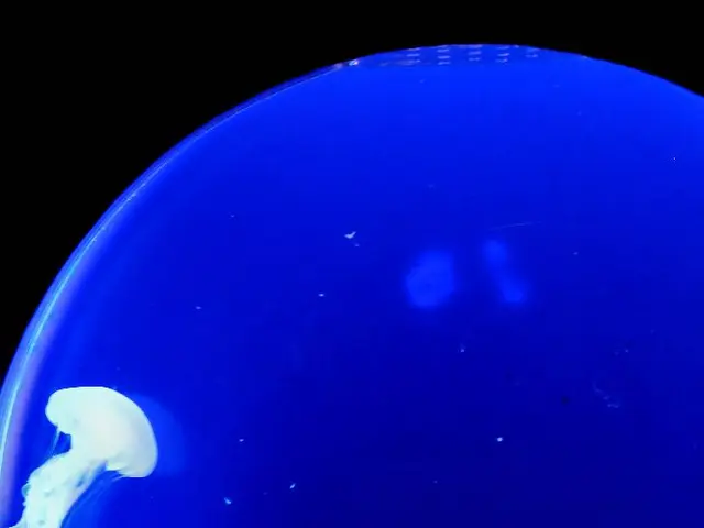 Torrential Invasion of Fireworms on Texas Coastlines