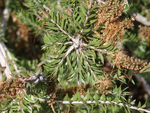 Ancient Himalayan Healing Fruit, Known as Smooth-Pit Peach, Holds Unrealized Capabilities