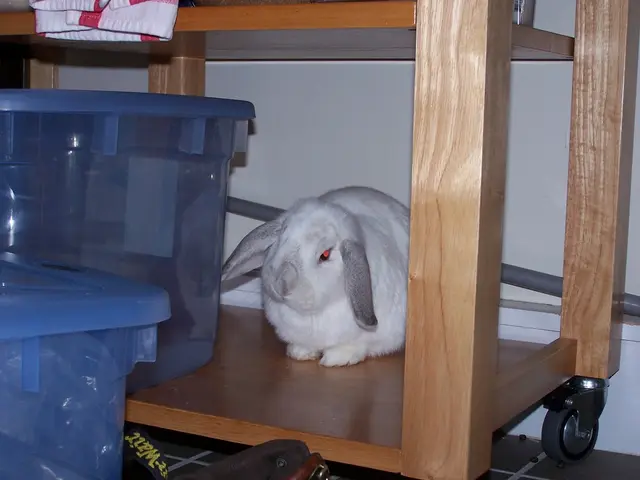 Training a rabbit to use a litter box at home: a vet details a 5-step process!