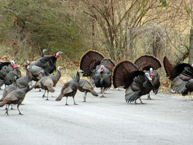 Turkey's busiest resort areas experience heavy traffic congestion during high travel seasons