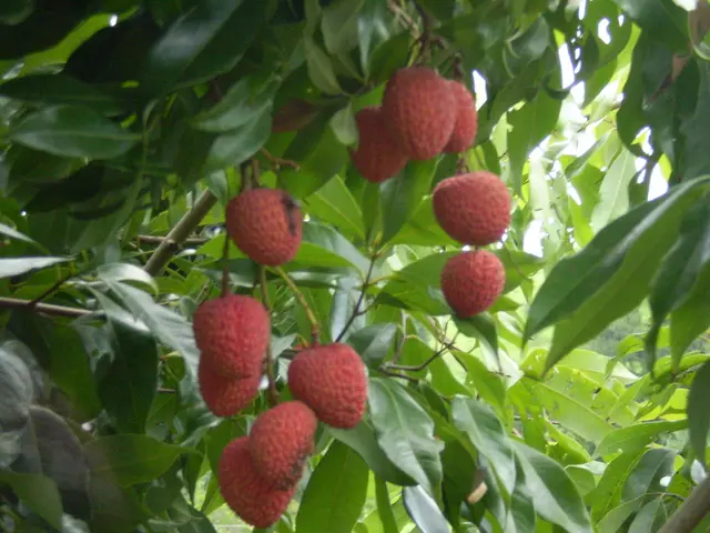 Strawberries: Safe for Diabetes Management?