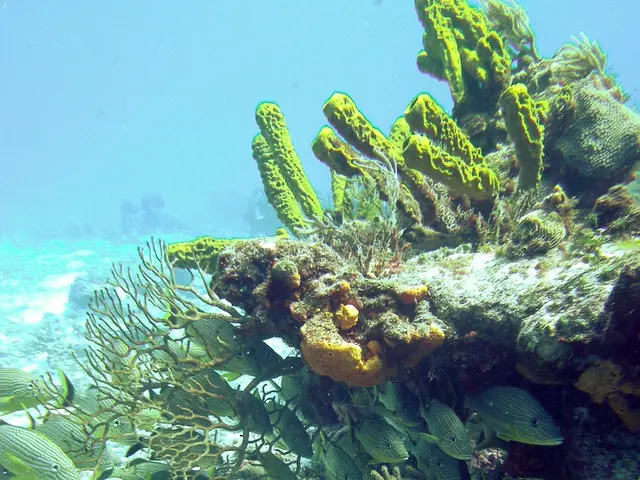 Underwater Photography Session with Sea & Sea YS-D3 Flash in the Gulf of California