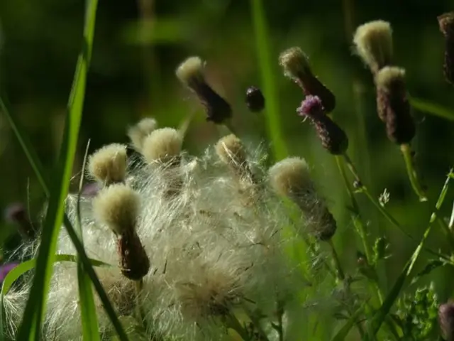 Guidelines for Ushering Vibrant Plant Development Through Organic Fertilizers