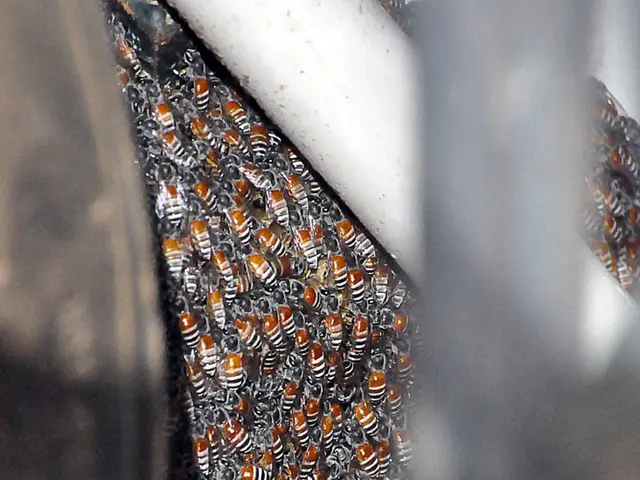 Detroit Hives Intends to Save Bees and Foster Community Development