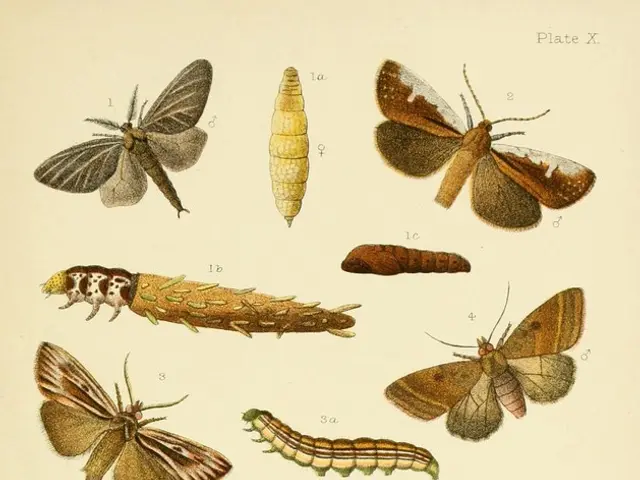 In this picture I can see there are some caterpillars, insects, butterflies. This is a page and...