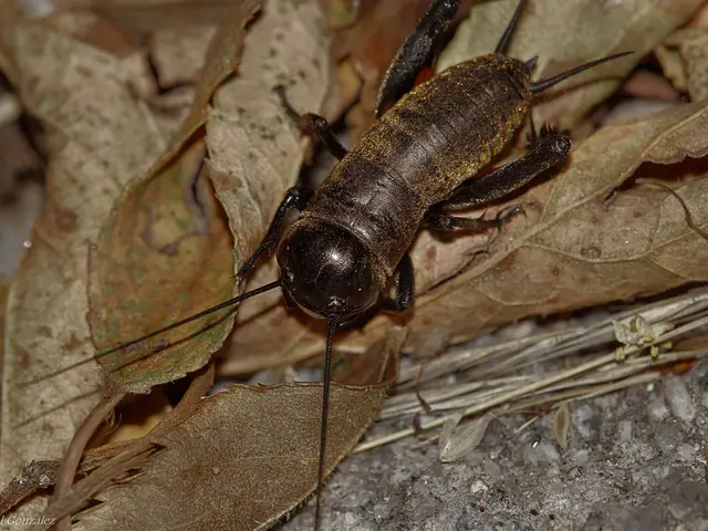 In this image in the center there is an insect on leaves, at the bottom there are some small stones...